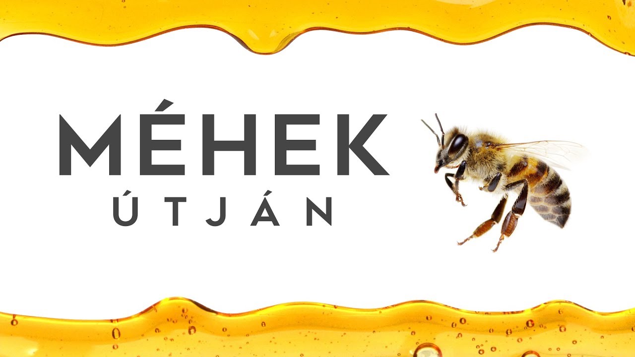 Méhek útján: a méz útja a kaptártól az üvegig